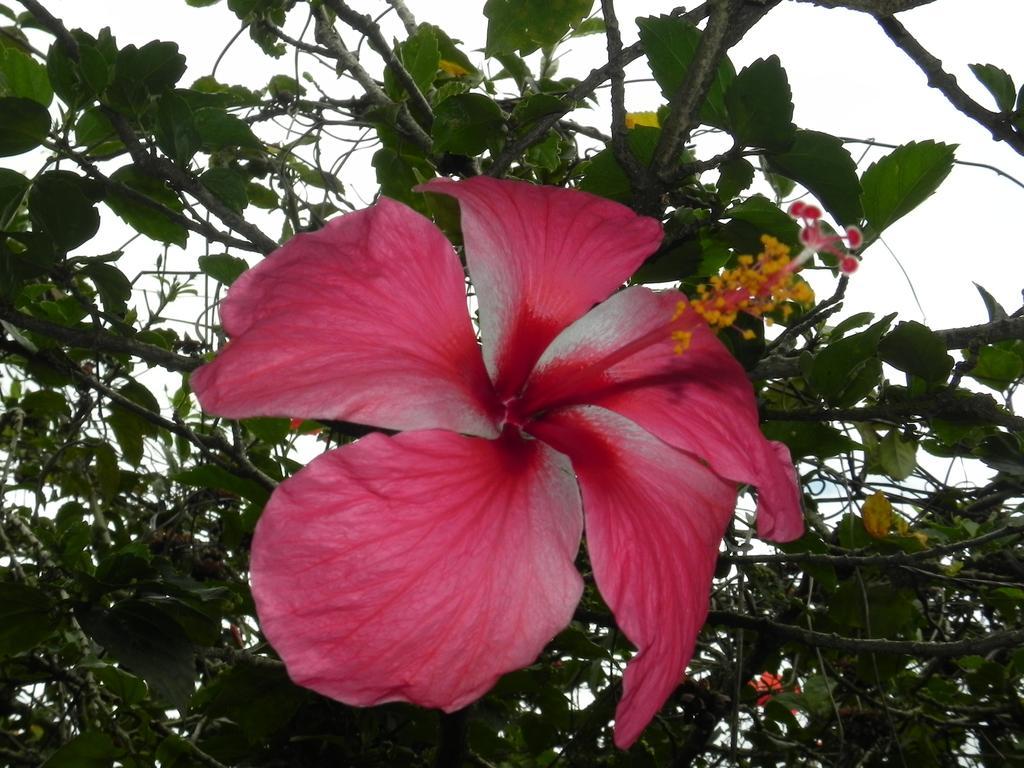 Fare Arana Moorea Guesthouse Atiha Екстериор снимка
